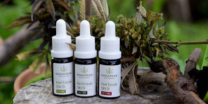 Beitragsbild des Blogbeitrags Was ich über CBD-Öle wissen sollte …
