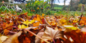Beitragsbild des Blogbeitrags Die letzten Gartenhandgriffe im Herbst
