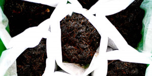Beitragsbild des Blogbeitrags Du erntest was du säst – aber bitte richtig