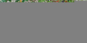 Beitragsbild des Blogbeitrags Kräuter und Gemüsepflanzen im Garten