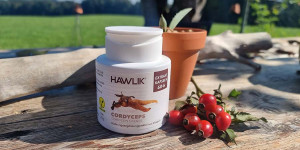 Beitragsbild des Blogbeitrags Cordyceps Vitalpilz – meine Geheimwaffe