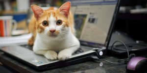 Beitragsbild des Blogbeitrags Alles für die Katz: Technik für Tiere