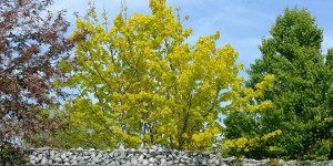 Beitragsbild des Blogbeitrags Garten | Welcher Baum ist der Richtige? Bam Oida!