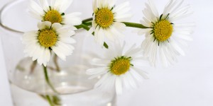 Beitragsbild des Blogbeitrags Kein Blumentopf.