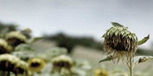 Beitragsbild des Blogbeitrags Weiße Nacht • David Schalko