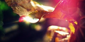 Beitragsbild des Blogbeitrags Sommerregensinfonie.
