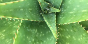 Beitragsbild des Blogbeitrags Heilpflanze Aloe Vera wohltuend für die Haut
