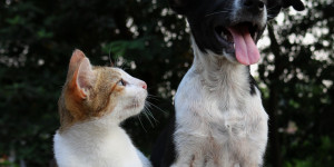 Beitragsbild des Blogbeitrags Woran Sie erkennen, dass es Ihrem Haustier nicht gut geht? 
