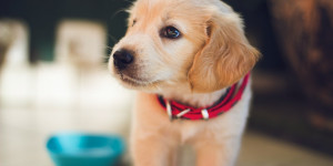 Beitragsbild des Blogbeitrags Mit diesen Tipps bleibt Ihr Hund lange fit und gesund