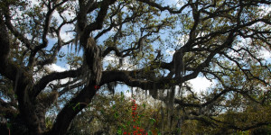 Beitragsbild des Blogbeitrags Die schönsten Nationalparks in Florida 