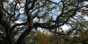 Beitragsbild des Blogbeitrags Die schönsten Nationalparks in Florida