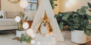Beitragsbild des Blogbeitrags Nahrungsergänzungsmittel für den Hund – Wissenswertes zur Ernährung Ihres vierbeinigen Familienmitgliedes