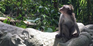 Beitragsbild des Blogbeitrags Hello Bali Pt. 5 - Monkey Forest 