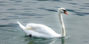 Beitragsbild des Blogbeitrags Tiere 