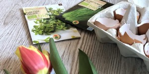 Beitragsbild des Blogbeitrags DIY | Kreatives Frühbeet im Ei