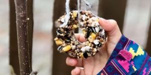Beitragsbild des Blogbeitrags Vogelfutter – DIY
