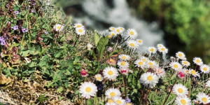 Beitragsbild des Blogbeitrags Rituale & Räuchern im Fühling