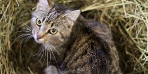 Beitragsbild des Blogbeitrags Cat Power: ein schönes, reduziertes Konzert 