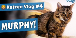 Beitragsbild des Blogbeitrags MURPHY der stumme Weißrusse • Katzen Vlog #4
