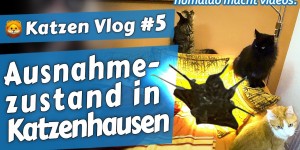 Beitragsbild des Blogbeitrags Ausnahmezustand in Katzenhausen •  