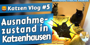 Beitragsbild des Blogbeitrags Ausnahmezustand in Katzenhausen •