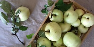 Beitragsbild des Blogbeitrags 10 Fakten über Äpfel