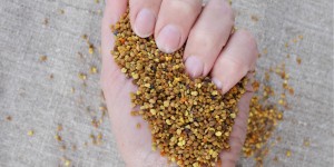 Beitragsbild des Blogbeitrags Die Kraft der Blütenpollen 