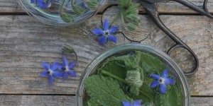 Beitragsbild des Blogbeitrags Borretsch-Essig