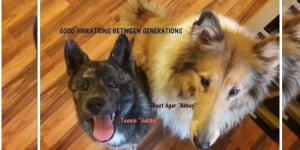 Beitragsbild des Blogbeitrags Auf der 2018 Wunschliste: GOOD VIBRATIONS BETWEEN THE GENERATIONS