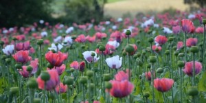 Beitragsbild des Blogbeitrags AUSFLUGSTIPP AB ANFANG JULI: MOHNBLÜTE IM MOHNDORF ARMSCHLAG 