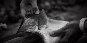 Beitragsbild des Blogbeitrags Spencer Gulf Hiramasa Kingfish – Ceviche Rezept 