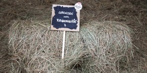 Beitragsbild des Blogbeitrags Besuch im Seewinkel: Alles über die Zucchiniblüte