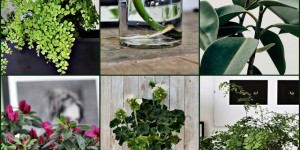 Beitragsbild des Blogbeitrags Alles was du über Zimmerpflanzen wissen sollst. Teil 1 