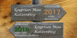Beitragsbild des Blogbeitrags Unser Katzenblogwegweiser für 2017