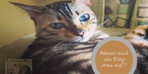 Beitragsbild des Blogbeitrags Blogkatzenrevier wird überwacht! 