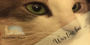 Beitragsbild des Blogbeitrags Was tun bei: einem Katzenbiss