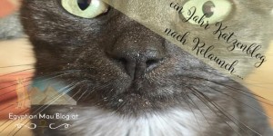 Beitragsbild des Blogbeitrags Katzenblog fest im Blick – ein Zwischenfazit