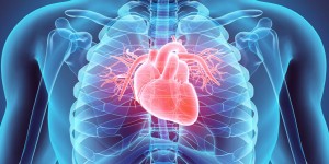 Beitragsbild des Blogbeitrags Perikarditis: Dauer der Herzbeutelentzündung hängt von Komplikationen ab 