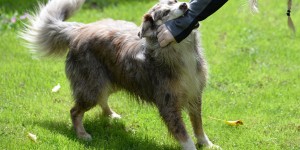 Beitragsbild des Blogbeitrags Hundebiss: Wie man Tierbisse versorgt