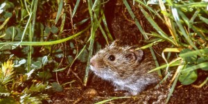 Beitragsbild des Blogbeitrags Wühlmaus im Garten? Wasserratten erfolgreich bekämpfen 