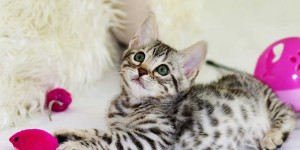 Beitragsbild des Blogbeitrags Welches Katzenzubehör braucht man? Die komplette Checkliste 