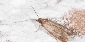 Beitragsbild des Blogbeitrags Maden im Müsli? Lebensmittelmotten erkennen, Lebensmittelmotten bekämpfen!