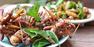 Beitragsbild des Blogbeitrags Insekten essen in Wien & Österreich! Traust du dich? 