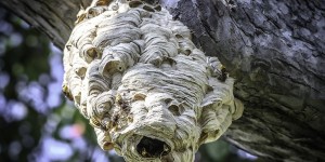Beitragsbild des Blogbeitrags Hornissennest entdeckt? Hornissen sicher vertreiben