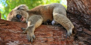 Beitragsbild des Blogbeitrags Eukalyptusholz: Die gängigsten Arten des Eukalyptus