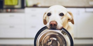 Beitragsbild des Blogbeitrags Wann ist Hundebekleidung sinnvoll und was ist beim Kauf zu beachten?
