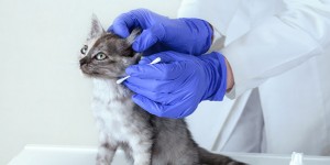 Beitragsbild des Blogbeitrags Ohrmilben bei Katzen & Hunden: Symptome erkennen!
