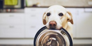 Beitragsbild des Blogbeitrags Hundeernährung: wertvolle Tipps für´s richtige Hundefutter 