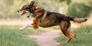 Beitragsbild des Blogbeitrags GPS Tracker und Peilsender für Hunde und Katzen