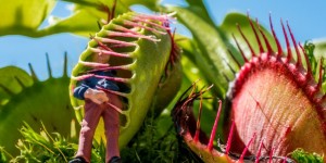 Beitragsbild des Blogbeitrags Feed me! Fleischfressende Pflanzen für Zuhause (+Liste)